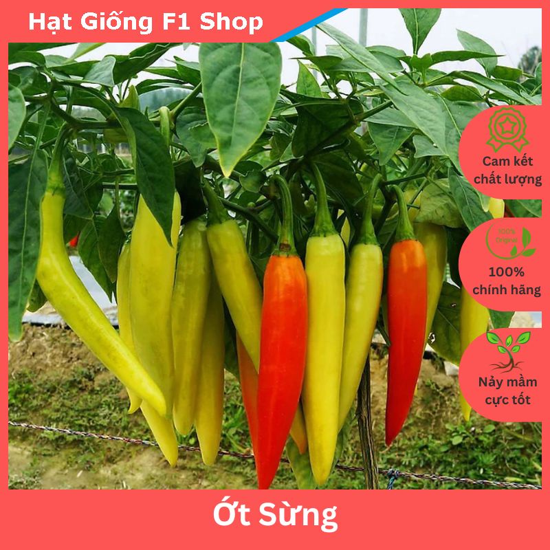 Hạt Giống Ớt Sừng Sai Trái