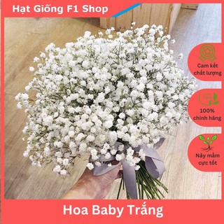 Hạt Giống Hoa Baby Trắng Cho Hoa Nhiều (065.F1)