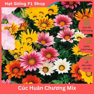 Hạt Giống Hoa Cúc Huân Chương Nhiều Màu Mix (002.F1)