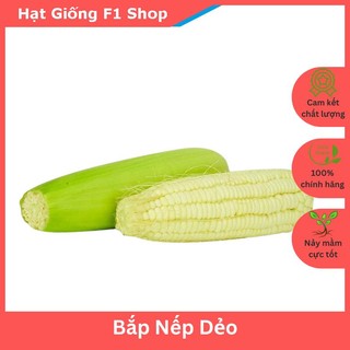 Hạt giống bắp nếp dẻo ngon