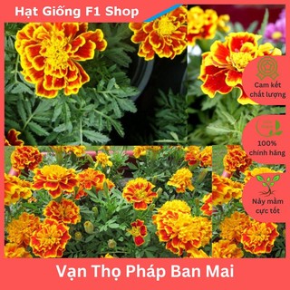 Hạt Giống Hoa Cúc Vạn Thọ Pháp Ban Mai Đẹp Mắt (037.F1)
