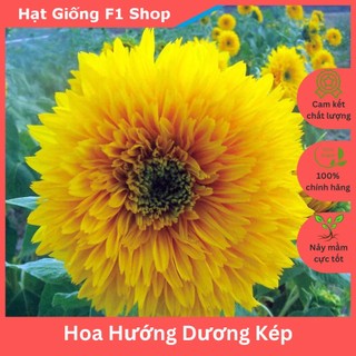 Hạt Giống Hoa Hướng Dương Cánh Kép Rực Rỡ (040.F1)