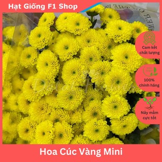 Hạt Giống Cúc Vàng Mini Trồng Chậu