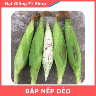 Hạt Giống Bắp Nếp Dẻo Ngon