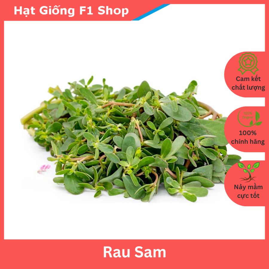Hạt Giống Rau Sam Lá Dày 1 Gam