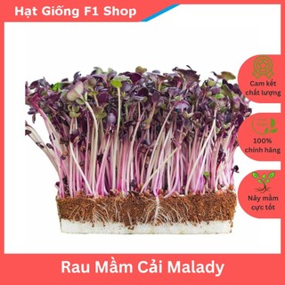 Hạt Giống Rau Mầm Củ Cải MALADY Thơm Ngon