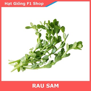 Hạt Giống Rau Sam Lá Dày 1 Gam