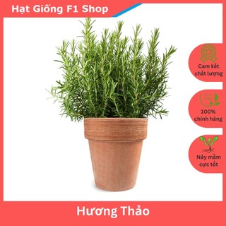 Hạt giống cây hương thảo chất lượng f1
