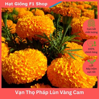 Hạt Giống Hoa Vạn Thọ Pháp Lùn F1 Vàng Cam Trồng Chậu (035.F1)