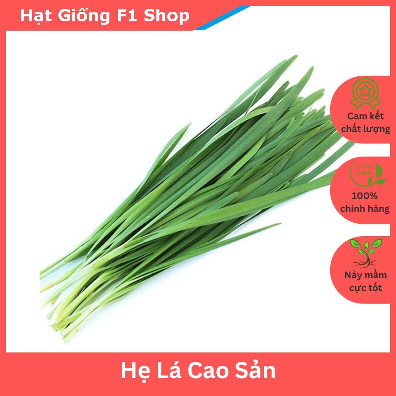 Hạt Giống Hẹ Lá Cao Sản (1 Gam)