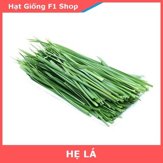 Hạt Giống Hẹ Lá Cao Sản (1 Gam)