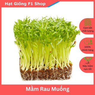 Hạt Giống Mầm Rau Muống 50 Gam Thân To Dòn (100 Gam)