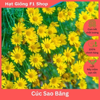 Hạt Giống Hoa Cúc Sao Băng Dễ Trồng (056.F1)