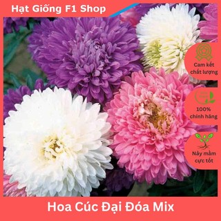 Hạt Giống Hoa Cúc Đại Đóa Nhiều Màu Mix (001F1)