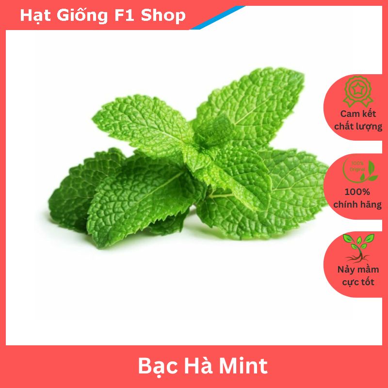 Hạt Giống Bạc Hà Mint (Húng Lủi Âu) Dễ Trồng (100H)