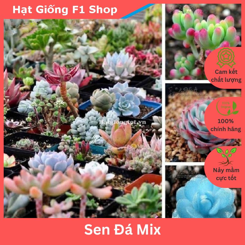 Hạt Giống Sen Đá Mix (20H) (207.F1)