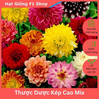 Hạt Giống Hoa Thược Dược Kép Cao Nhiều Màu Mix (049.F1)