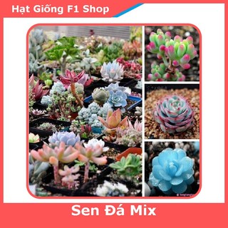Hạt Giống Sen Đá Mix (20H) (207.F1)