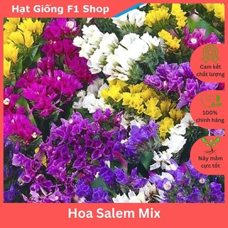 Hạt Giống Hoa Salem Nhiều Màu Mix - Gói 50 Hạt [005.F1]