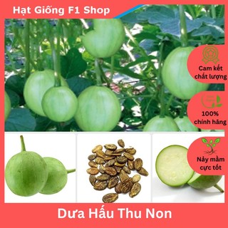 Hạt Giống Dưa Hấu Thu Non (Dưa Canh) Sai Trái