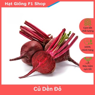 Hạt Giống Củ Dền Đỏ Lớn Củ Ăn Ngon