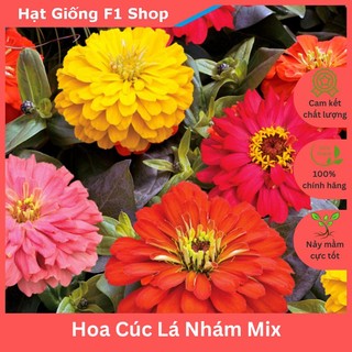 Hạt Giống Hoa Cúc Lá Nhám (Cúc Zinnia) Nhiều Màu [006.F1]