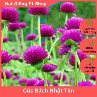 Hạt Giống Hoa Cúc Bách Nhật Tím Hoa Nở Quanh Năm (047.F1)