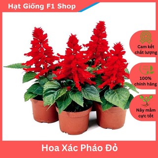 Hạt Giống Hoa Xác Pháo Đỏ Trồng Chậu (031.F1)