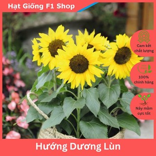 Hạt Giống Hoa Hướng Dương Lùn Dễ Trồng - Gói 30 Hạt (043.F1)