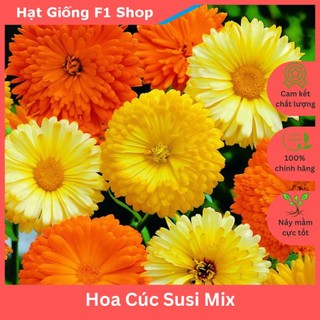 Hạt Giống Hoa Cúc Susi Nhiều Màu Mix Trồng Chậu (024.F1)