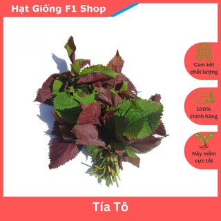 Hạt Giống Rau Tía Tô Dễ Trồng