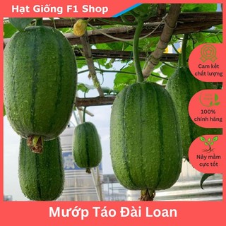 Hạt giống mướp táo đài loan ngọt dẻo