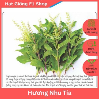 Hạt giống hương nhu tía thái lan dễ trồng