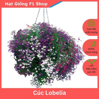 Hạt Giống Hoa Cúc Lobelia (Hoa Thúy Điệp) Mix Xuất Xứ Đức (100H) (090.F1)