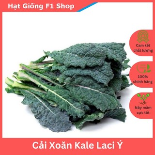 Hạt Giống Cây Cải Xoăn Kale Laci Ý (100H) Chịu Nhiệt (221.F1)