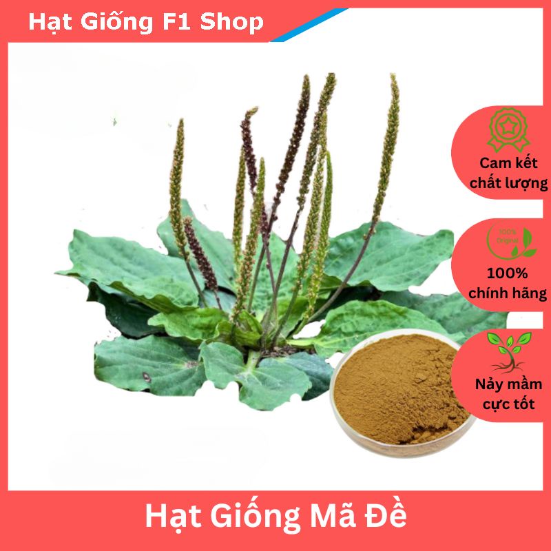 Hạt Giống Cây Mã Đề (1G) (105.F1)