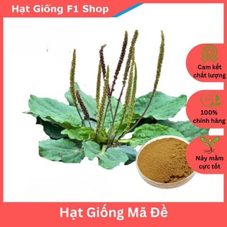 Hạt Giống Cây Mã Đề (1G) (105.F1)