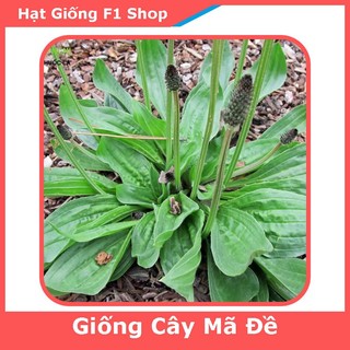 Hạt Giống Cây Mã Đề (1G) (105.F1)