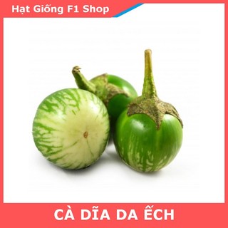 Hạt Giống Cà Dĩa Da Ếch (Cà Bát) Trái To