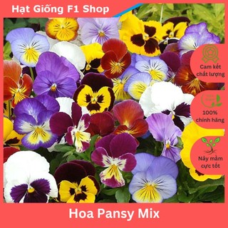 Hạt Giống Hoa Pansy Bướm Đa Sắc Mix Trồng Chậu (027.F1)