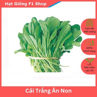 Hạt Giống Rau Cải Trắng Ăn Non Chất Lượng 30 Gam