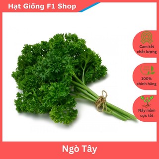 Hạt Giống Rau Ngò Tây (Mùi Tây) (2 Gam)
