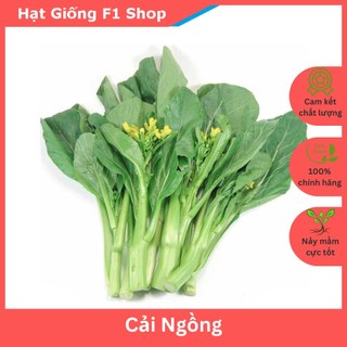 Hạt giống cải ngọt bông thân bông to 20 gam