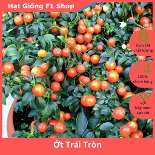 Hạt Giống Ớt Trái Tròn Làm Kiểng (543.F1)