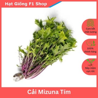 Hạt Giống Cải Mizuna Tím Nhật Bản