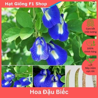 Hạt Giống Hoa Đậu Biếc Dễ Trồng (2G) (108.F1)