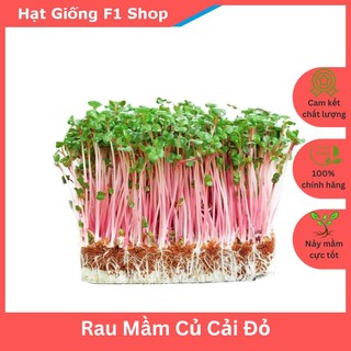 Hạt Giống Rau Mầm Củ Cải Đỏ Thân To Dòn (30 Gam)