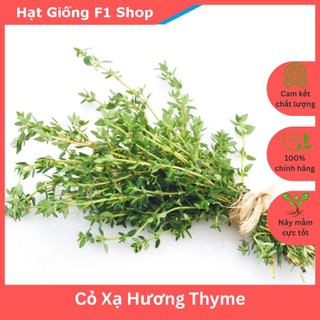Hạt Giống Cỏ Xạ Hương Thyme (133.F1) (50H)