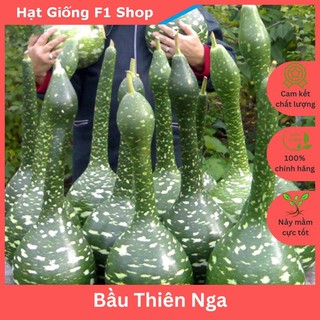 Hạt Giống Bầu Thiên Nga Việt Nam (5H)