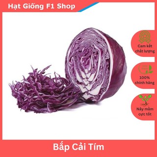 Hạt Giống Bắp Cải Tím Lai F1 Độ Đồng Đều Cao
